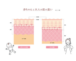 赤ちゃんと大人の肌の違い　皮膚の構造　肌図