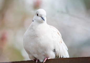 Eurasian-collared dove (white pigeon) under a blossom tree with a colourful background