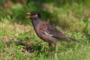 Common Myna (Acridotheres tristis) perched on grass