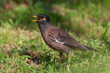 Fototapeta premium Common Myna (Acridotheres tristis) perched on grass