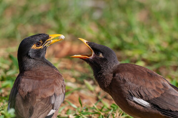Mother feeding young individual Common Myna (Acridotheres tristis)