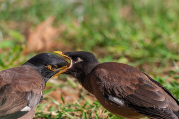Mother feeding young individual Common Myna (Acridotheres tristis)