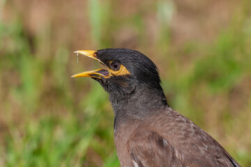 Side profile portrait view of Common Myna (Acridotheres tristis)