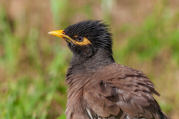 Side profile portrait view of Common Myna (Acridotheres tristis)