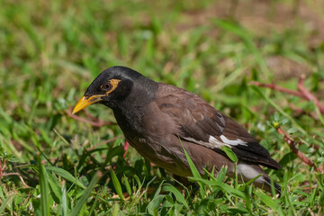 Common Myna (Acridotheres tristis) perched on grass
