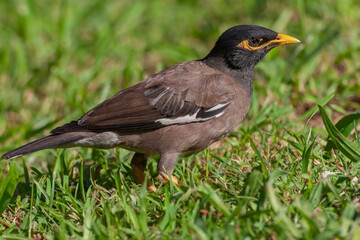 Common Myna (Acridotheres tristis) perched on grass