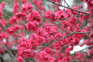 濃いピンク色の花を咲かせているサクラ
