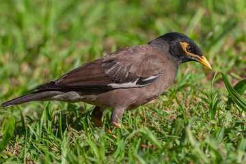 Common Myna (Acridotheres tristis) perched on grass