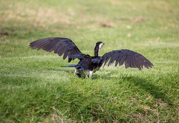 Australian darter bird in the park in Adelaide South Australia