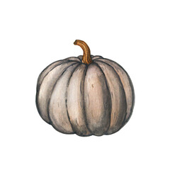 Grey pumpkin watercolor illustration isolated on white. Autumn , Thanksgiving, Halloween