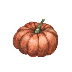 Watercolor pumpkin drawing isolated on white. Fall season decor. Autumn harvest