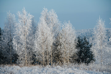Icy trees at winter. Air moisture condensed on branches because of the cold.