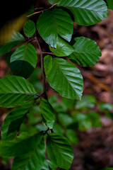 Leaves in the forest