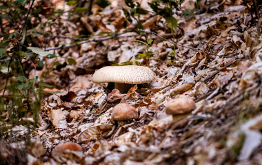 Conjunto de setas boletus