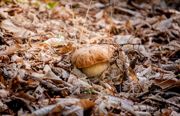 Seta boletus creciendo en la naturaleza