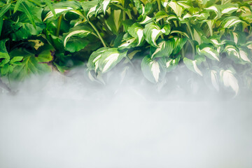 green leaves of water plant and fog, abstract nature environment background