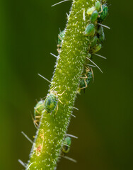 green aphids on plant stem