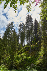 A view from the forest with grass moss fir trees blue sky clouds over the trees in Retezat mountain