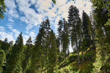 A view from the forest with grass moss fir trees blue sky clouds over the trees in Retezat mountain