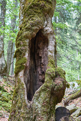 Tree Cavities Tree trunk in forest covered with moss and grass