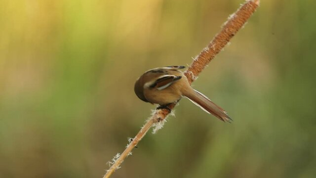 Female Bearded reedling eating in a wetland before the sun rises