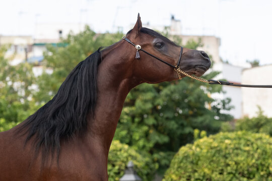 Face portrait of an arabian stallion