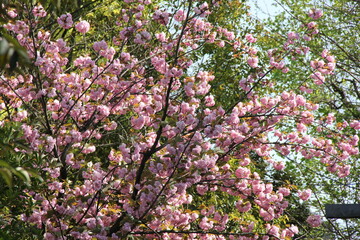 満開の八重咲きのサクラ