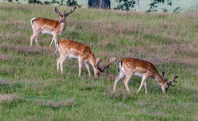 The Fallow Deer (Dama dama) in Poland