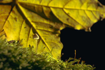 A mushroom in the front and a maple leaf behind it