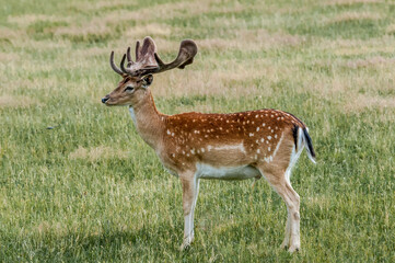 The Fallow Deer (Dama dama) in Poland