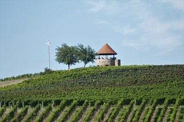 Fototapeta na wymiar Weinbergturm in den grünen Weinbergen von Spiesheim / Rheinhessen
