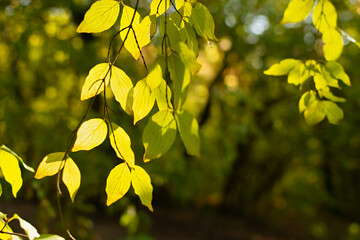 Yellow leaves are the sun. beautiful bright golden atmospheric natural background. The concept of autumn mood, wonderful mood, freedom of flight, lightness. Natural postcard background for design.