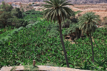 Fototapeta premium The historic village Al Ain, Saudi Arabia