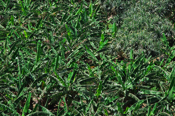 Obraz premium The historic village Al Ain, Saudi Arabia