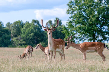 Naklejka na ściany i meble Fallow Deers (Dama dama) and Mouflons (Ovis orientalis) in farm, Poland