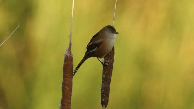 Female Bearded reedling eating in a wetland before the sun rises