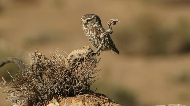 Little owl in his favorite perch with the last lights of the day