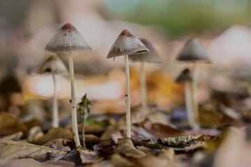 Group of Mycena mushrooms in the forest