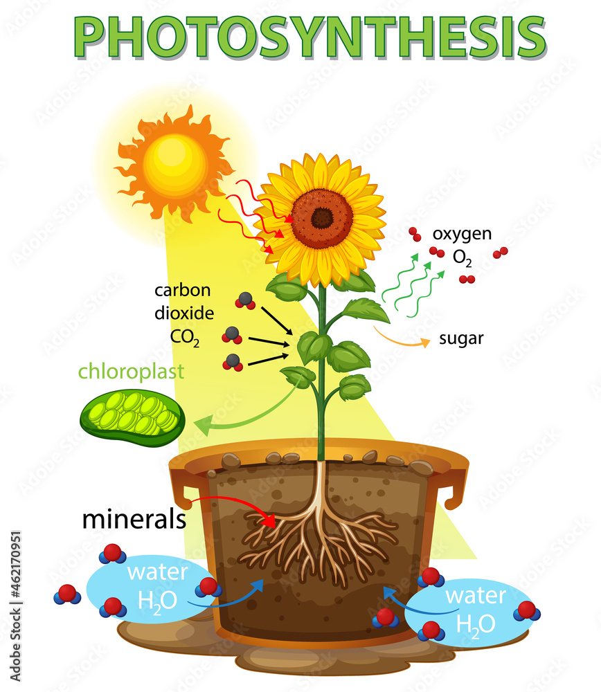 Canvas Prints Diagram showing process of photosynthesis in sunflower