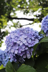 紫陽花