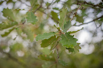 Branches de Hêtre en forêt