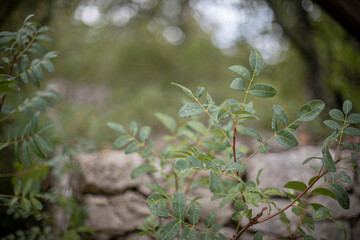Petites plantes dans la forêt avec profondeur de champs