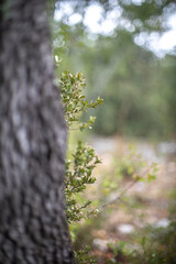 Arbre dans la forêt avec profondeur de champs