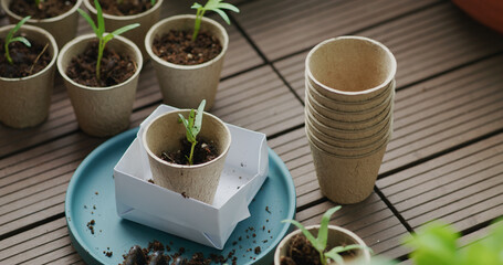 Sprout of the small plant