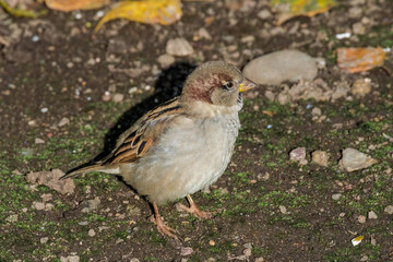 Male House Sparrow (Passer domesticus) in park, Central Russia