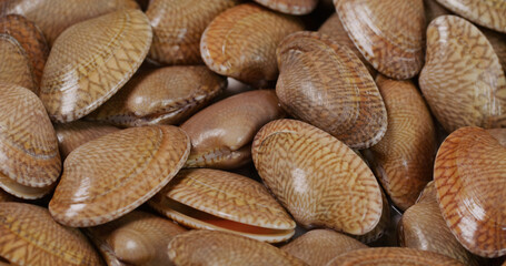 Fresh raw seafood clam on plate