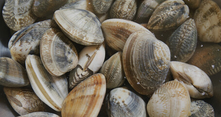 Fresh Raw clam in bowl