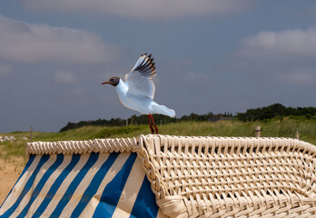 Lachmöwe auf einem Strandkorb am Strand von Cuxhaven Sahlenburg