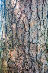Natural texture of old pine tree bark. Tree bark texture