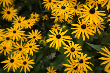 Top view of yellow flowers named Black-eyed Susan - Powered by Adobe